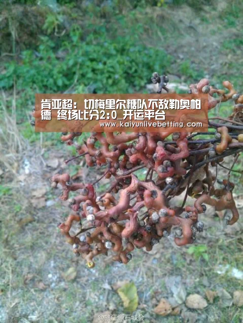 肯亚超: 切梅里尔糖队不敌勒奥帕德 终场比分2:0_开运平台(图1) 开运真人